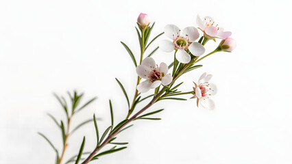 Fototapeta premium Minimalist Photograph of Wax Flower Blossoms in Bright White