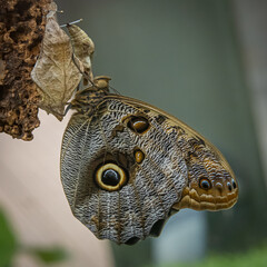 Freshly hatched giant owl butterfly (Caligo memnon) © Peter J. Traub