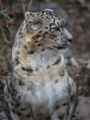 Obraz premium Portrait of a young snow leopard (Panthera uncia)