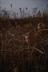 영종도 습지의 부들 