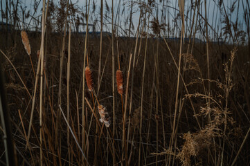 영종도 습지의 부들 