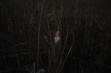 영종도 습지의 부들 