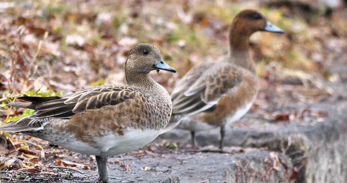 female duck of eurasian wigeon standing on the cliff and flying away,closeup shot