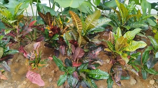 Mute video of Garden Croton tree swaying in the wind, ornamental tree in the garden and yard, no flowers just beautiful leaves