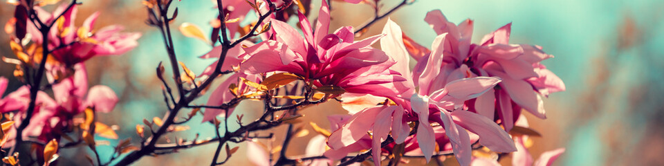 Blossom magnolia flowers against sky. Springtime © vvvita