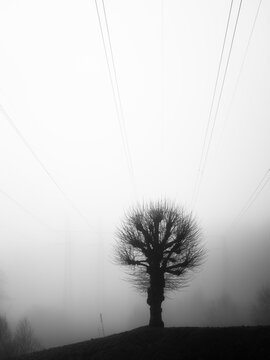 Black and white image of pollarded surrounded by fog