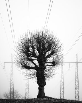 Black and white image of pollarded tree against communications tower surrounded by fog