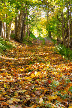 Tranquil scene of fallen autumn leaves on road amidst trees in forest