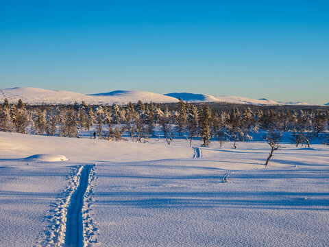 Tranquil scene of trees in row against snowcapped mountains under blue sky at winter