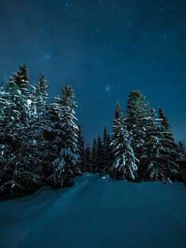 Tranquil scene of snow covered trees at winter in night under starry sky