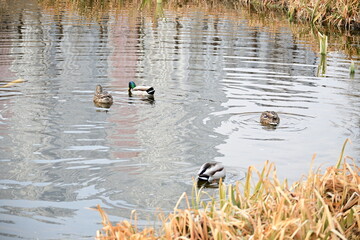 Pair of mallard ducks swimming together on the calm water surface