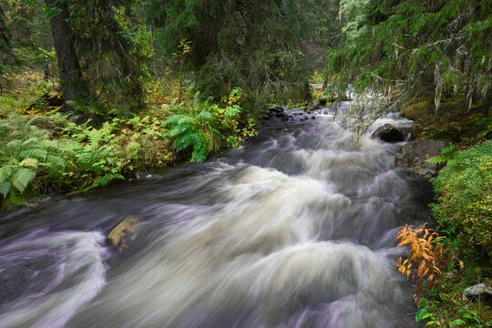 Long exposure shot of stream flowing amidst plants in forest