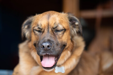 Obraz premium Brown furry dog with its mouth wide open in what appears to be genuine laughter, eyes happily closed, and bright pink tongue prominently visible, capturing a moment of pure, unfiltered happiness.
