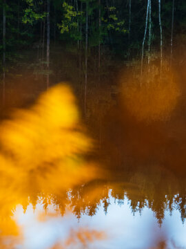 Blurred image of trees reflection in water at forest