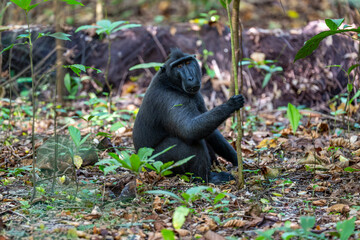 The Celebes crested macaque (Macaca nigra), also known as the crested black macaque, Sulawesi crested macaque, or black monkey, is an Old World monkey.