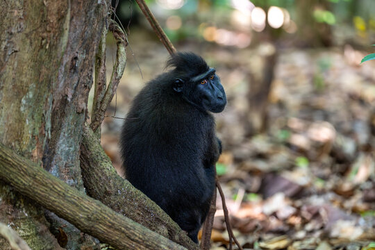 The Celebes crested macaque (Macaca nigra), also known as the crested black macaque, Sulawesi crested macaque, or black monkey, is an Old World monkey.