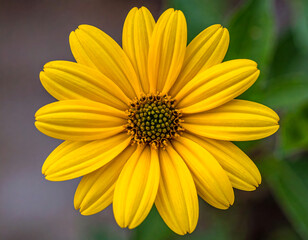 Obraz premium Sunny yellow daisy-like flower, center green, petals radiating out, blurred background
