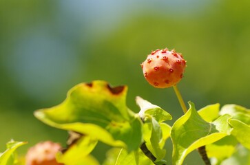 ヤマボウシの実