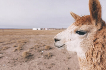 Alpaca Wearing Tiny Birthday Hat At High Altitude Andean Rescue Farm With Pastel Balloons, Winter Dry Season Light, Wide Minimal Composition, Copy Space