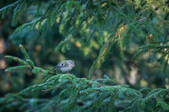 Close-up of Goldcrest perching on tree in forest
