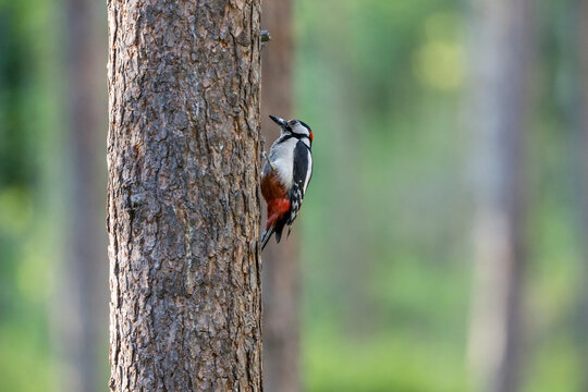 Close-up shot of Great Spotted Woodpecker perching on tree trunk in forest