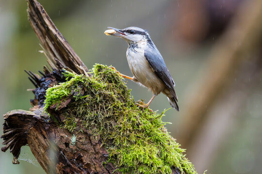 Close-up shot of Eurasian Nuthatch perching on tree trunk in forest