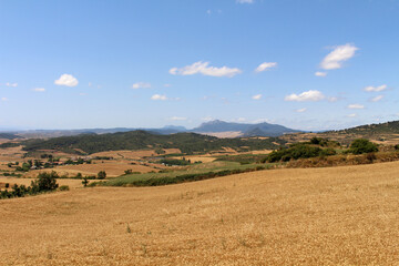 Fototapeta premium Wheat farm in Luquin on Camino de Santiago Frances in Navarra Spain July 2024