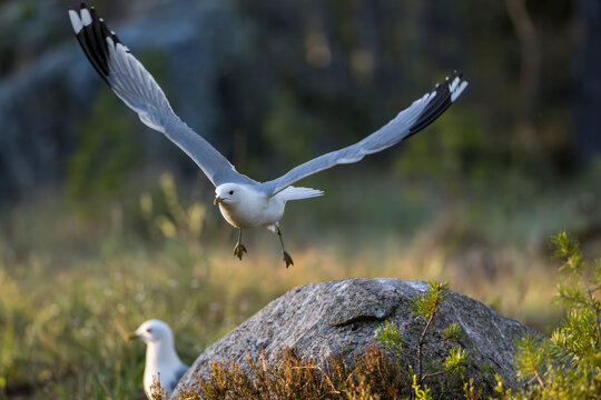 Beautiful shot of Black-Legged Kittiwake taking flight from rock