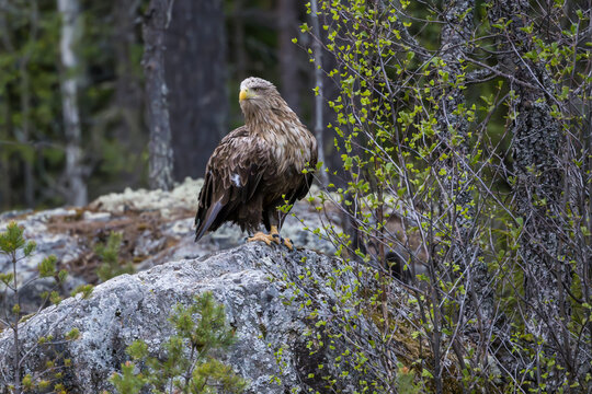 View of ferocious White-Tailed Eagle perching on rock in forest