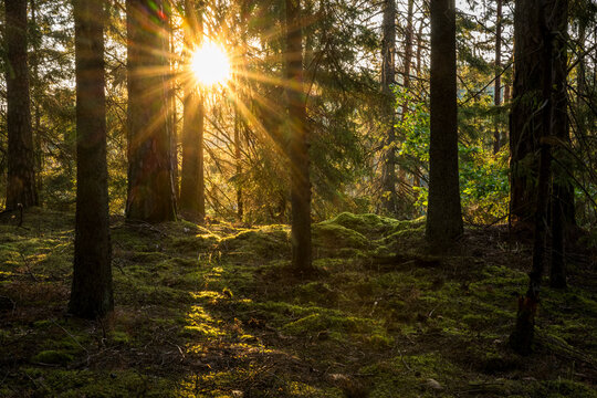 Idyllic view of sun lit forest