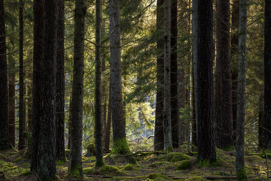 View of peaceful forest with tall trees