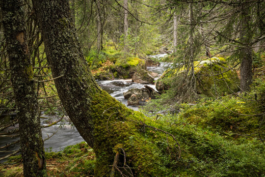 Scenic view of stream flowing in lush forest