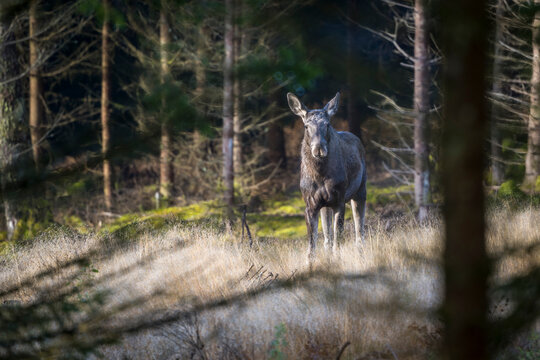View of Moose standing on grass in forest