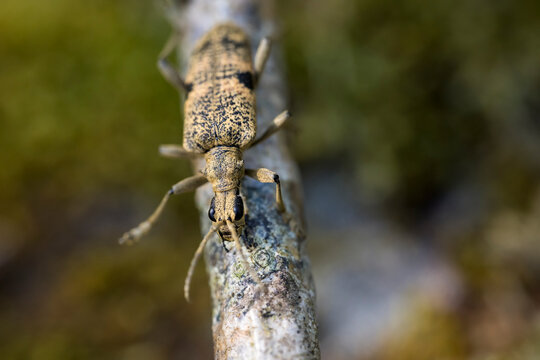 Close-up shot of Black-Spotted Longhorn Beetle on tree branch in forest