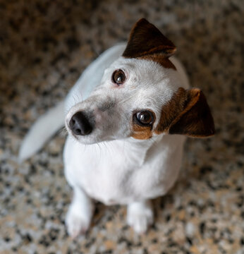Jack Rusell Terrier Hembra