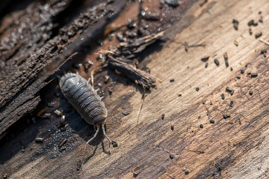 Directly above shot of Common Rough Woodlouse on tree trunk