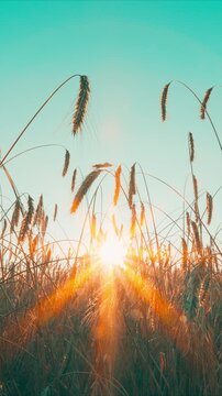 A golden sunrise illuminates the wheat field, creating a stunning scene that captivates