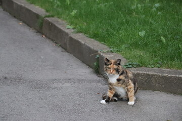 cat resting on the road © MDAshraful