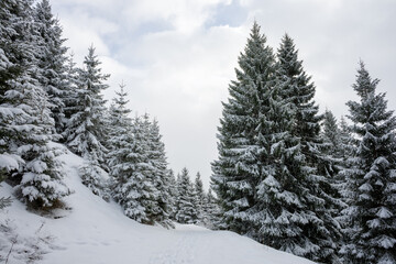 Winterlandschaft mit Wanderweg und schneebedeckten Fichten
