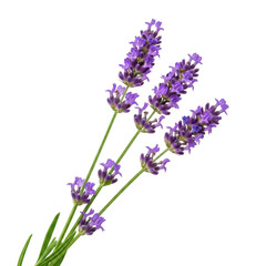 Obraz premium A close-up view of vibrant purple lavender flowers in full bloom isolated on transparent background