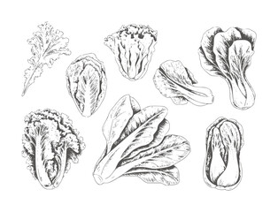 Obraz premium Black ink of various leafy vegetables including lettuce bok choy and cabbage
