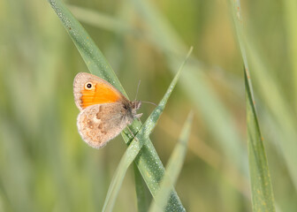 Smalll Heath (butterfly) sitting on wet grass