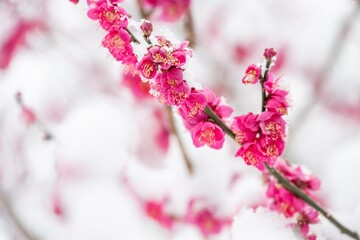 茨城県笠間市　愛宕神社の雪景色