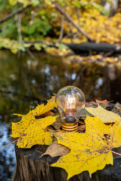 Electric bulb and maple leaves on tree stump in forest