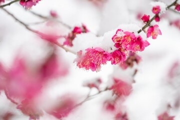 茨城県笠間市　愛宕神社の雪景色