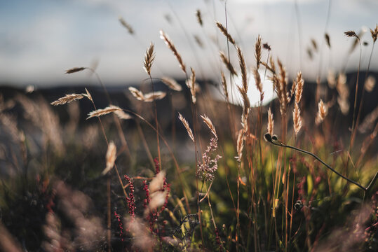 Close-up shot of wheat crops in field