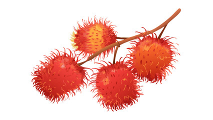 Rambutan Tropical Fruit Illustration Isolated on White Background