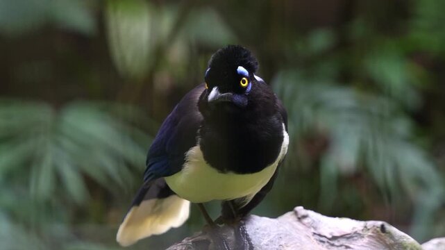 Close up shot of a Plush-crested Jay (cyanocorax chrysops) perched on branch, curiously looking around the surroundings.