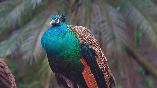 An Indian peafowl (Pavo cristatus) fluffs up its feathers to keep warm, slowly falling asleep, close up shot.