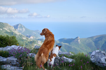 A Nova Scotia Duck Tolling Retriever and a Jack Russell Terrier enjoy mountain views from a rocky ridge. The scene reflects companionship and connection with nature.